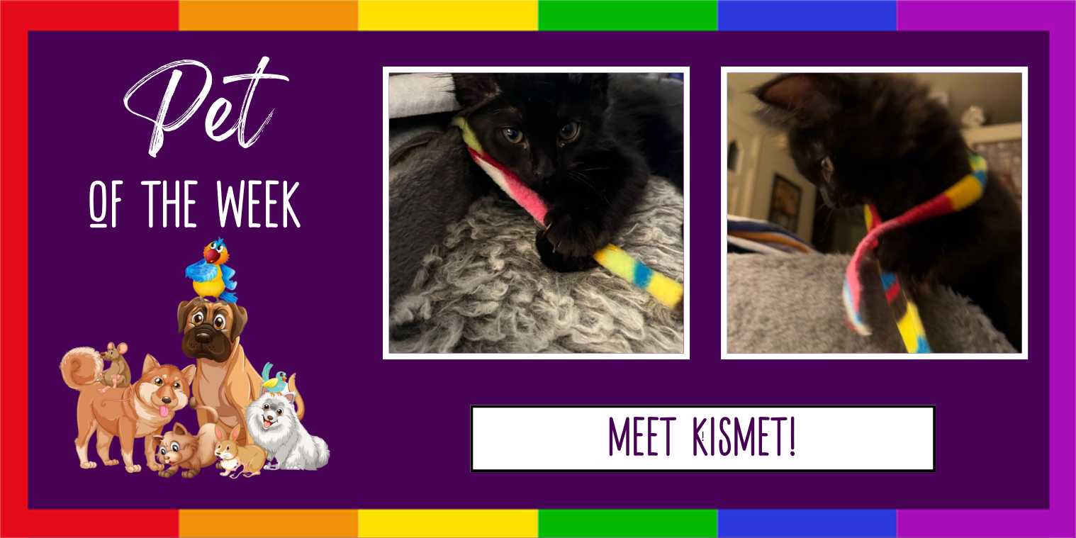 Photo of Kismet the kitten