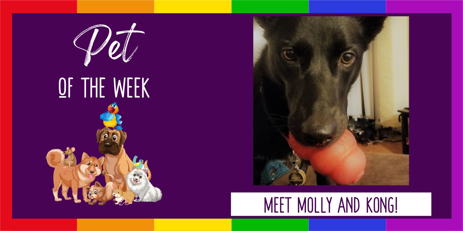 Dog pet of the week photo