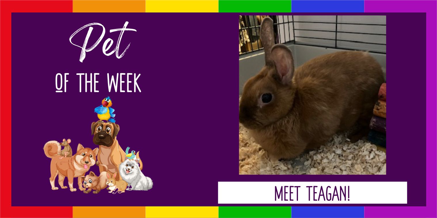 Photo of a rabbit for pet of the week