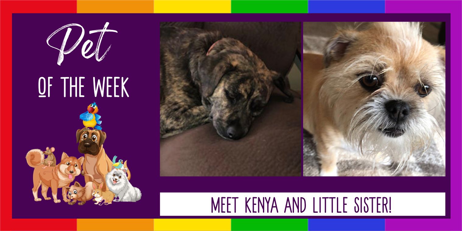 January 6 Pet of the week Photo of 2 dogs