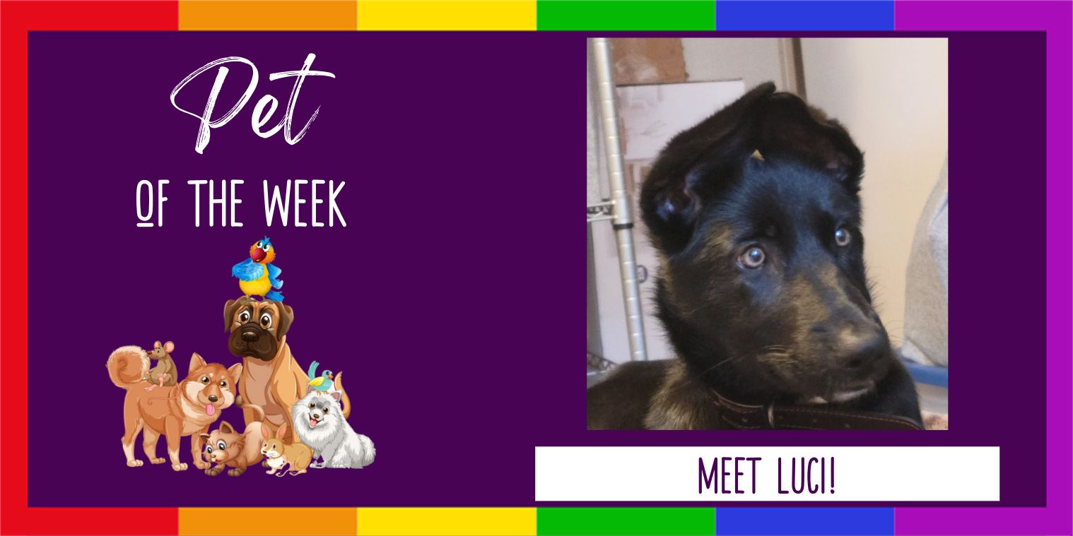 Meet Luci the dog