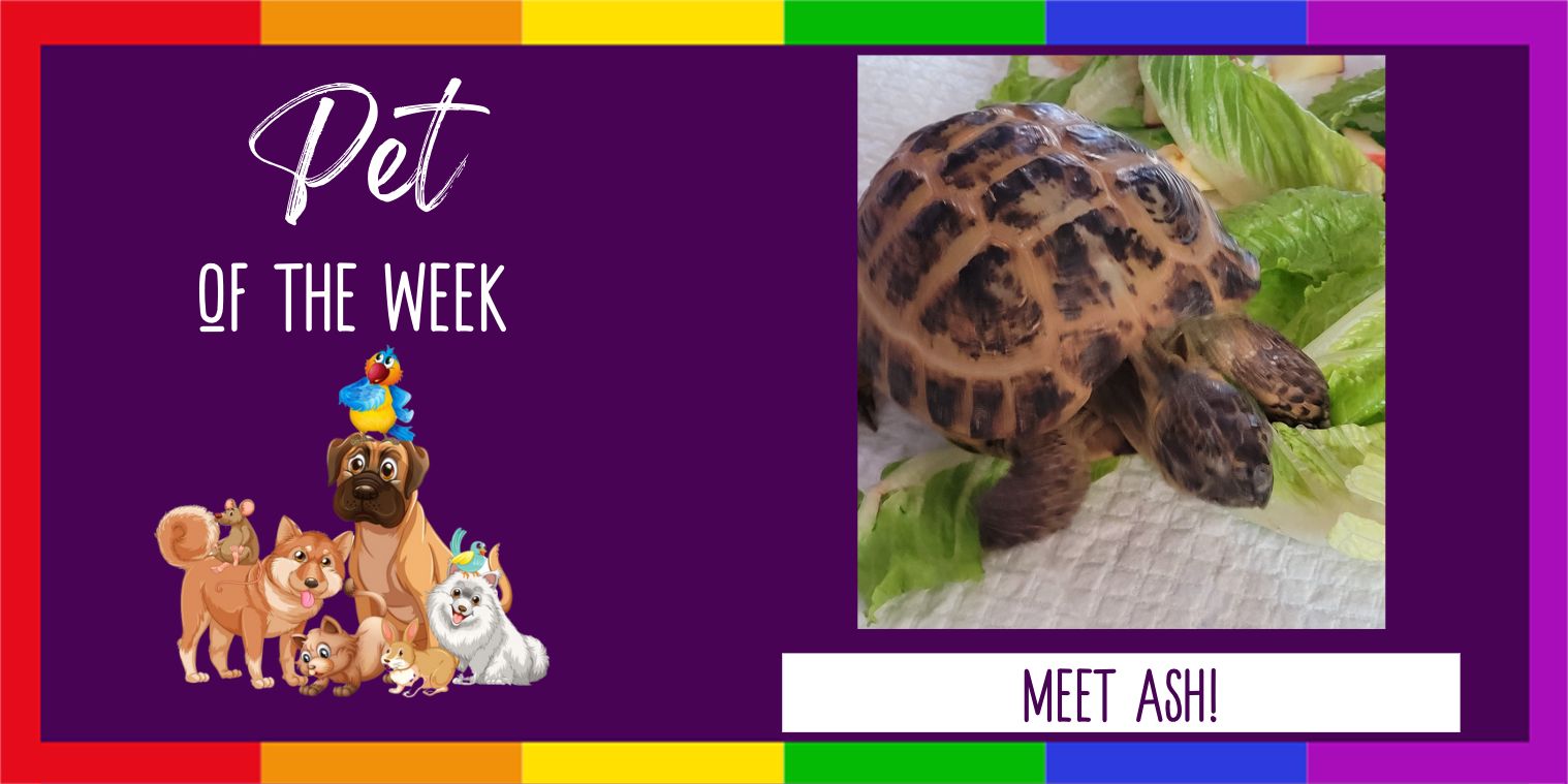 Pet of the Week Photo of a turtle
