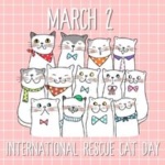 March 2 is International Rescue Cat Day Graphic