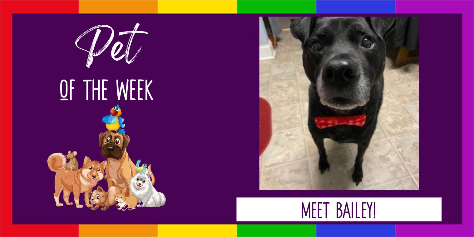 Meet Bailey the Dog Pet of the Week Photo