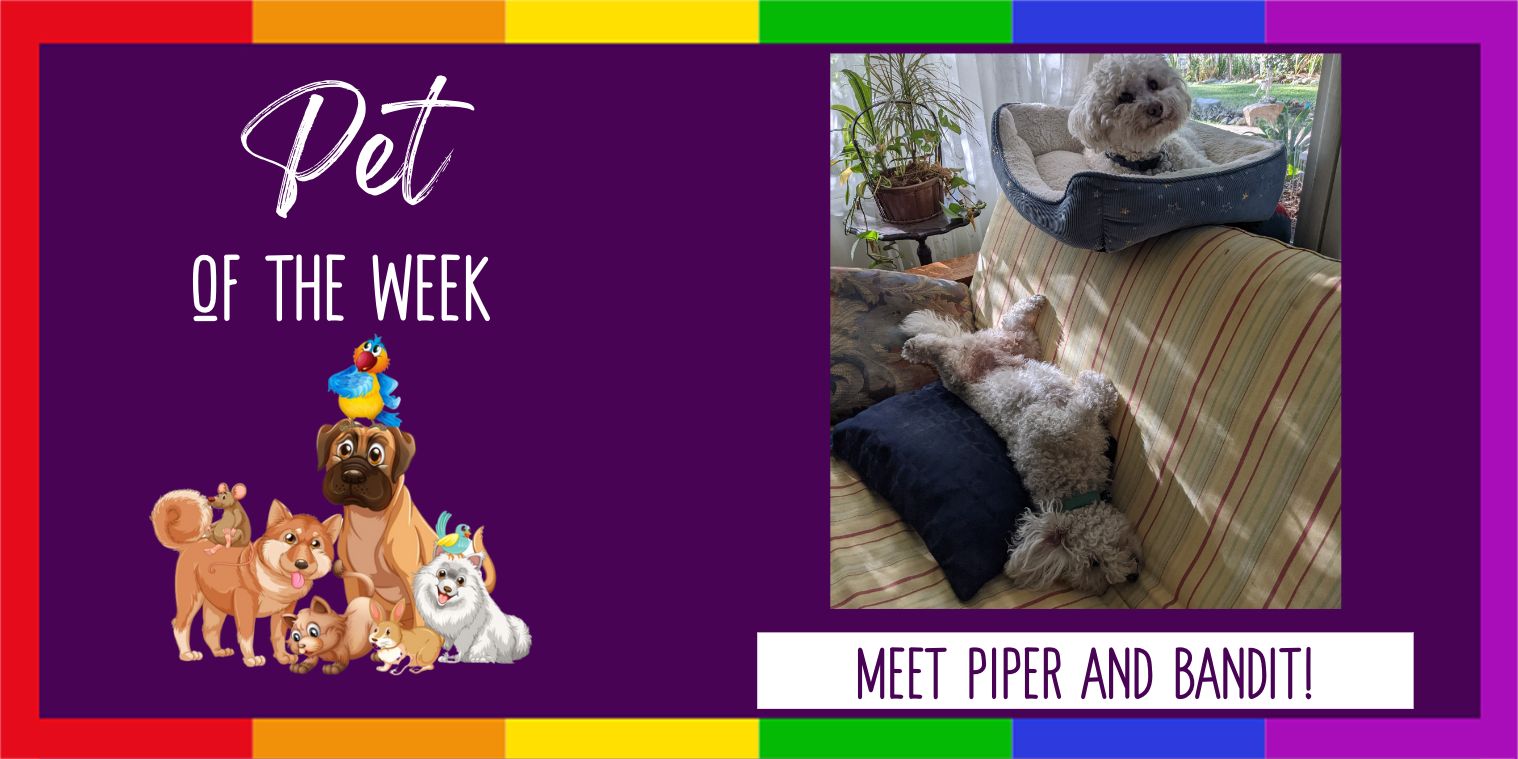 Meet Piper and Bandit dogs Pet of the Week Photo