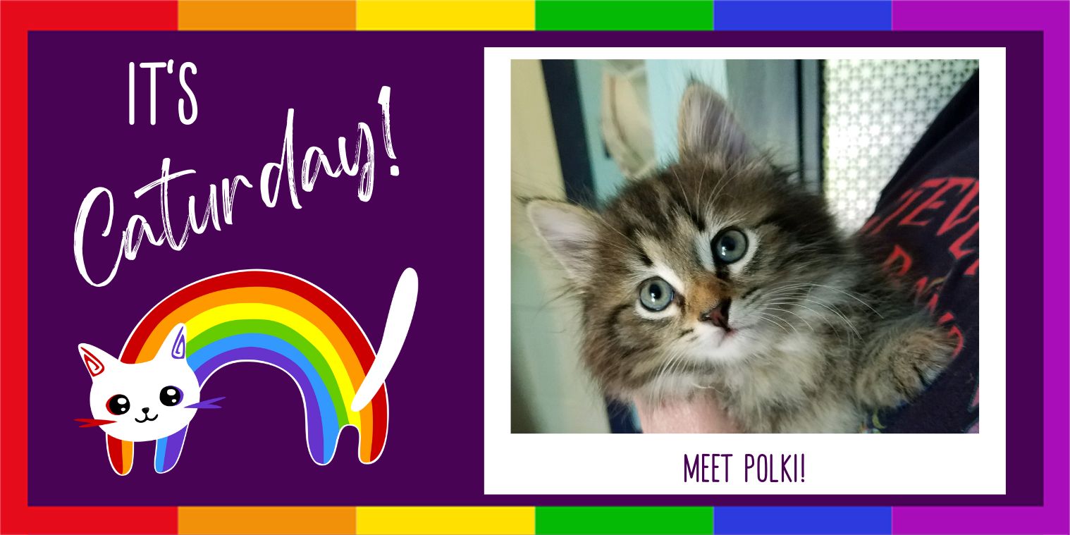 Meet Polki Kitten Photo