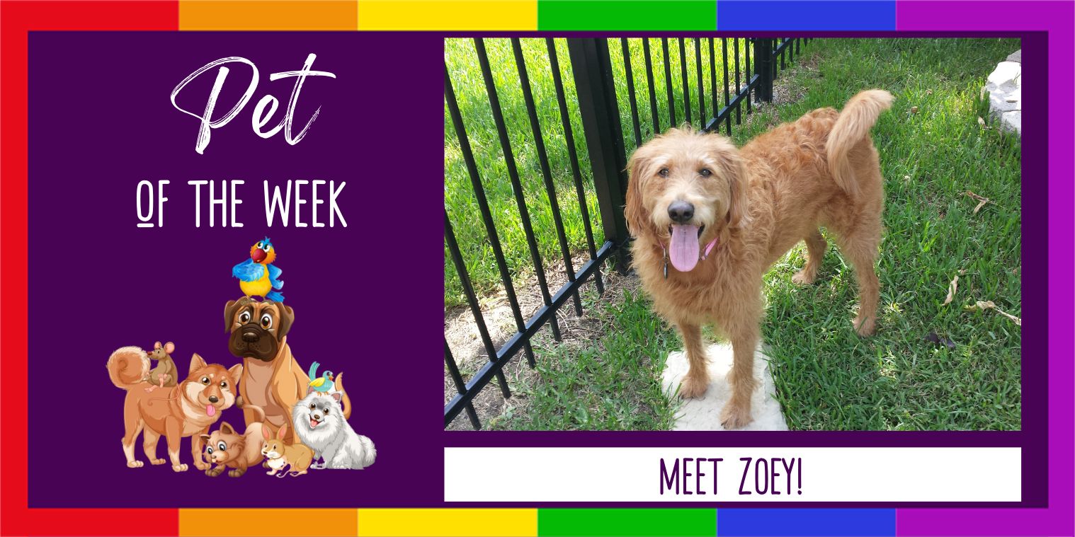Meet Zoey a dog
