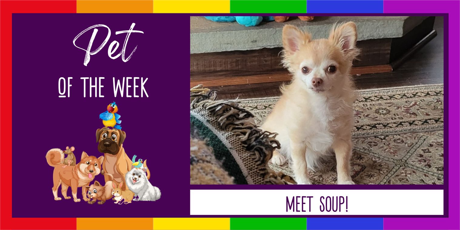 Meet Soup! A cute dog