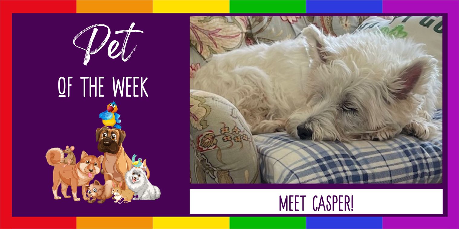 Meet Casper a white dog