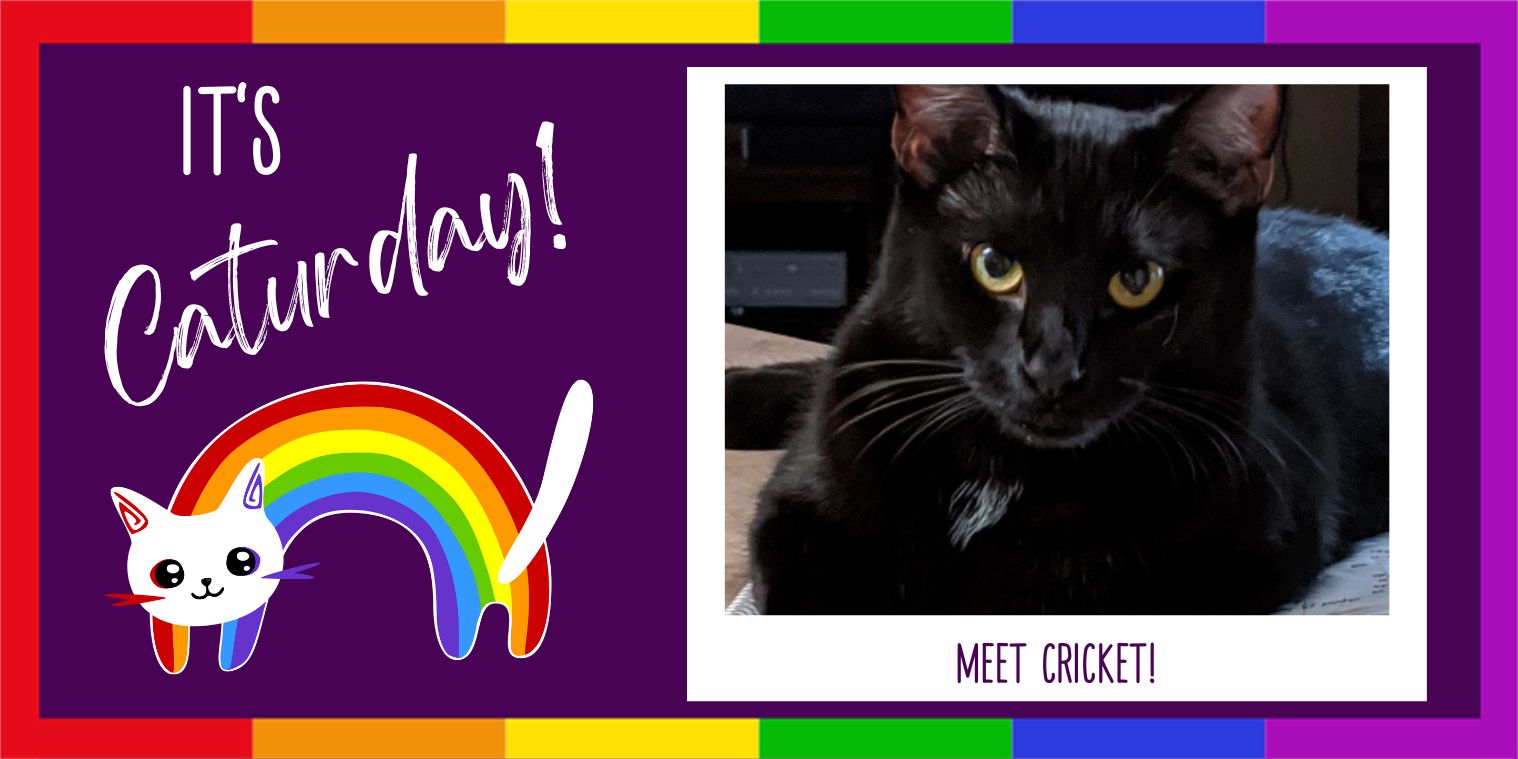 Meet Cricket Black Cat