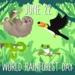 World Rain Forest Day