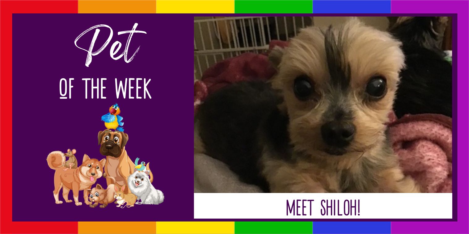 Meet Shiloh! 