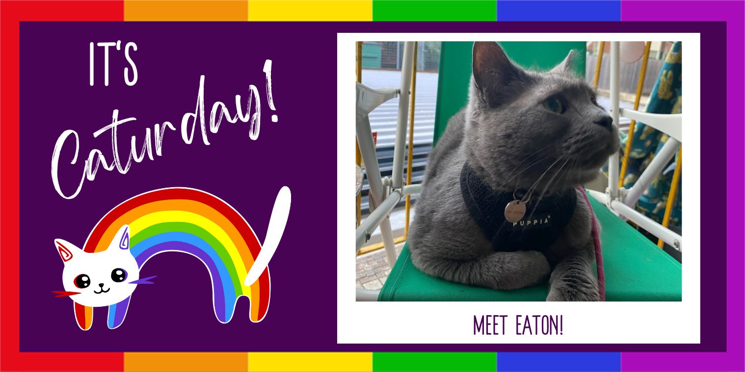 Meet Eaton Gray Cat