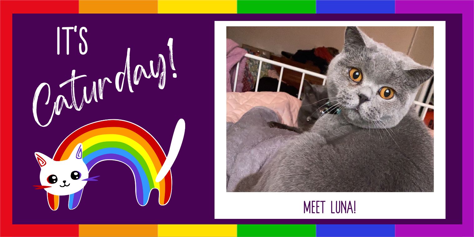 Meet Luna Gray Cat