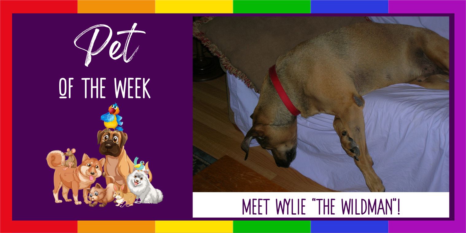Meet Wylie "The Wildman" dog