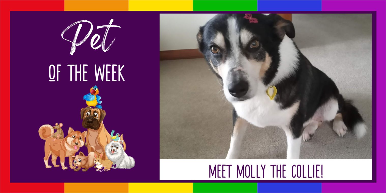 Meet Molly the Collie!