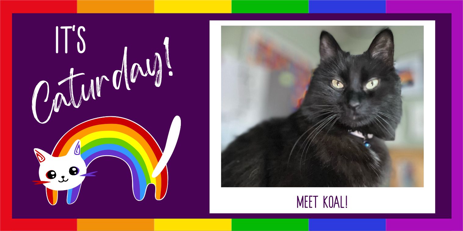 Meet Koal! (Black cat)