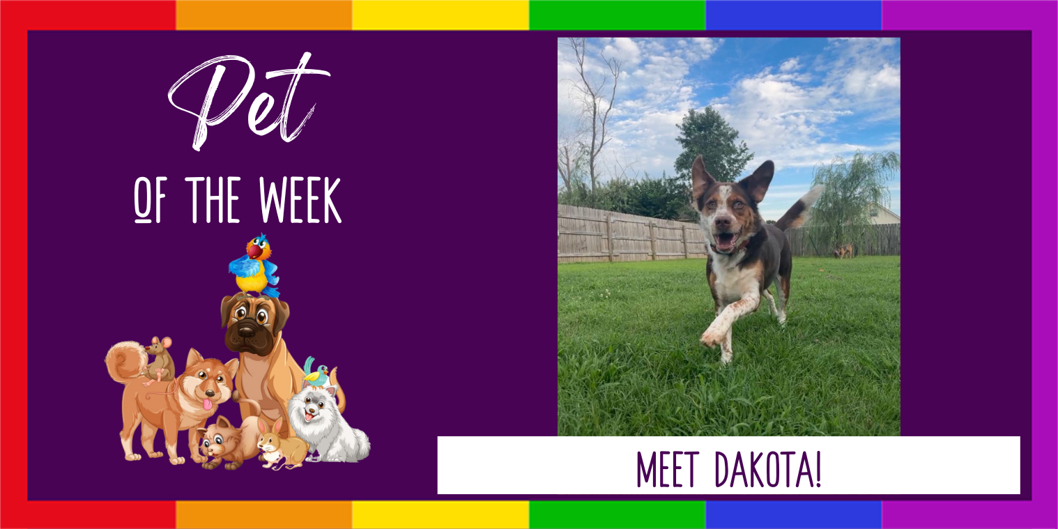 Meet Dakota the dog