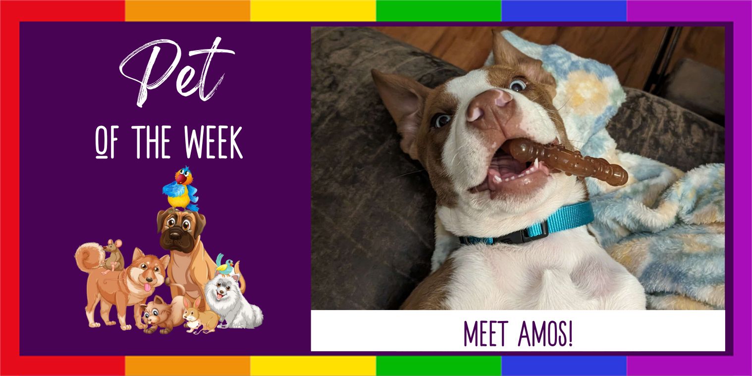 Meet Amos a puppy