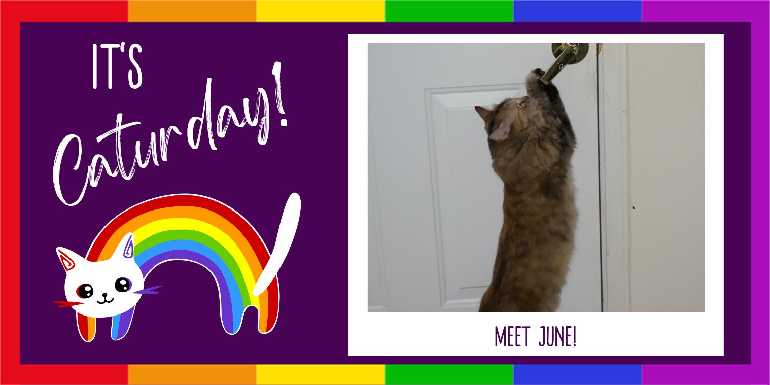 Meet June the sneaky cat who can open doors