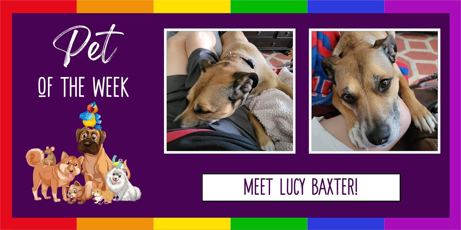Meet Lucy Baxter dog