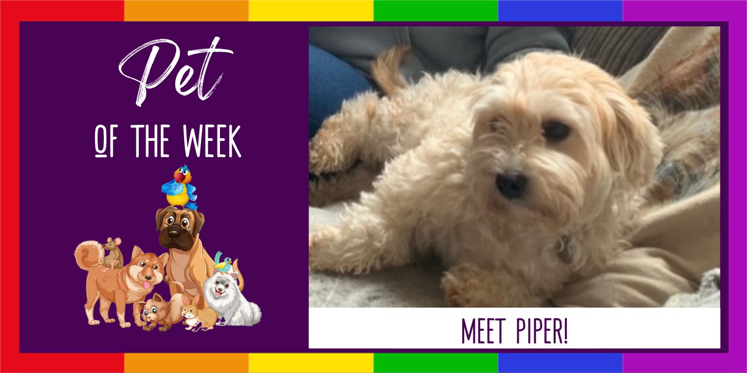 Meet Piper a dog
