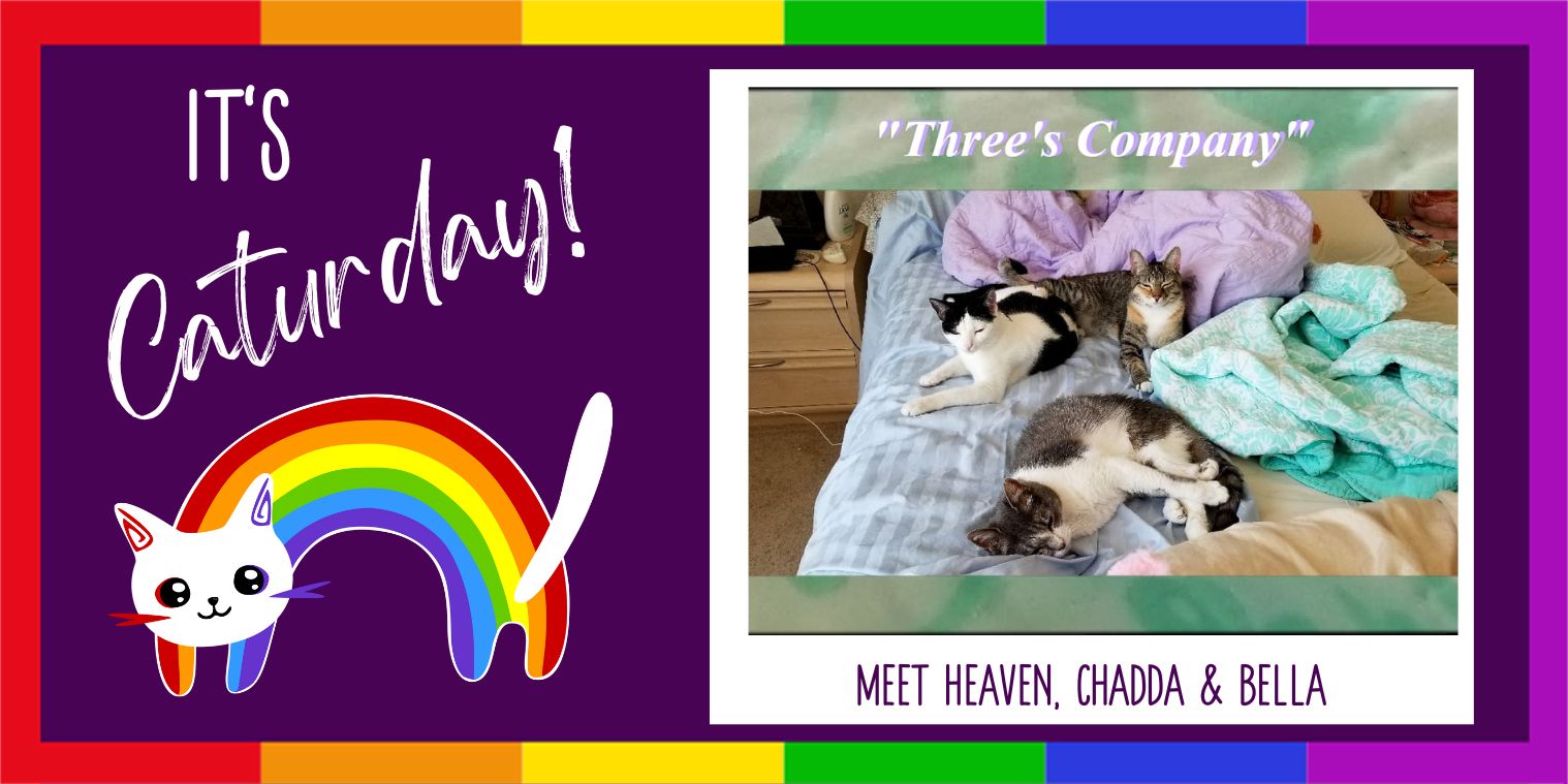 Meet Heaven, Chadda, & Bella