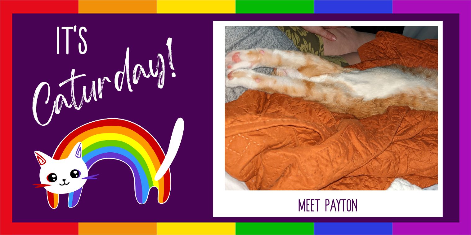 Meet Payton orange and white cat