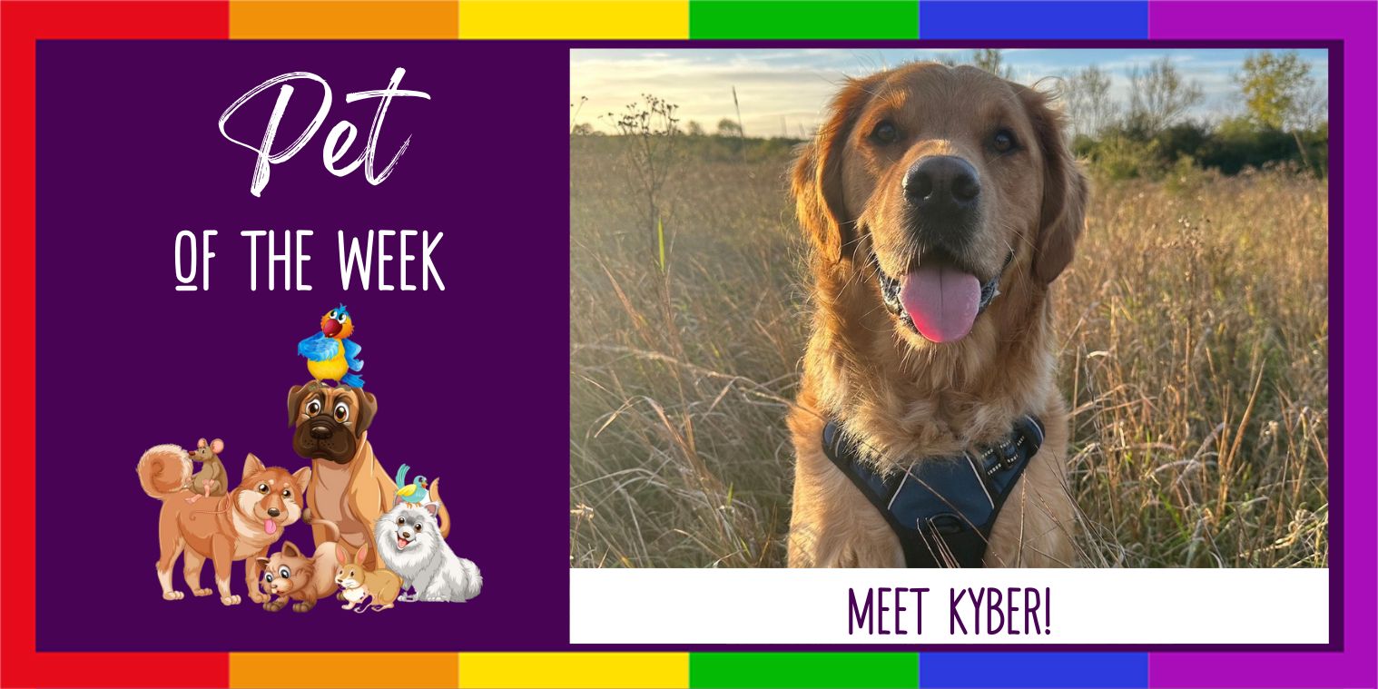 Meet Kyber the dog! 
