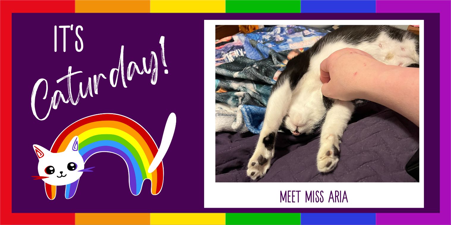 Meet Miss Aria black and white cat