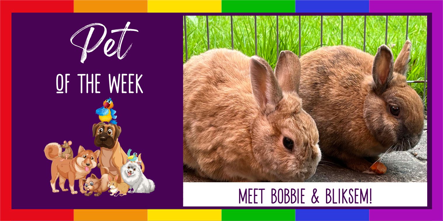 Bobbie & Bliksem two rabbits