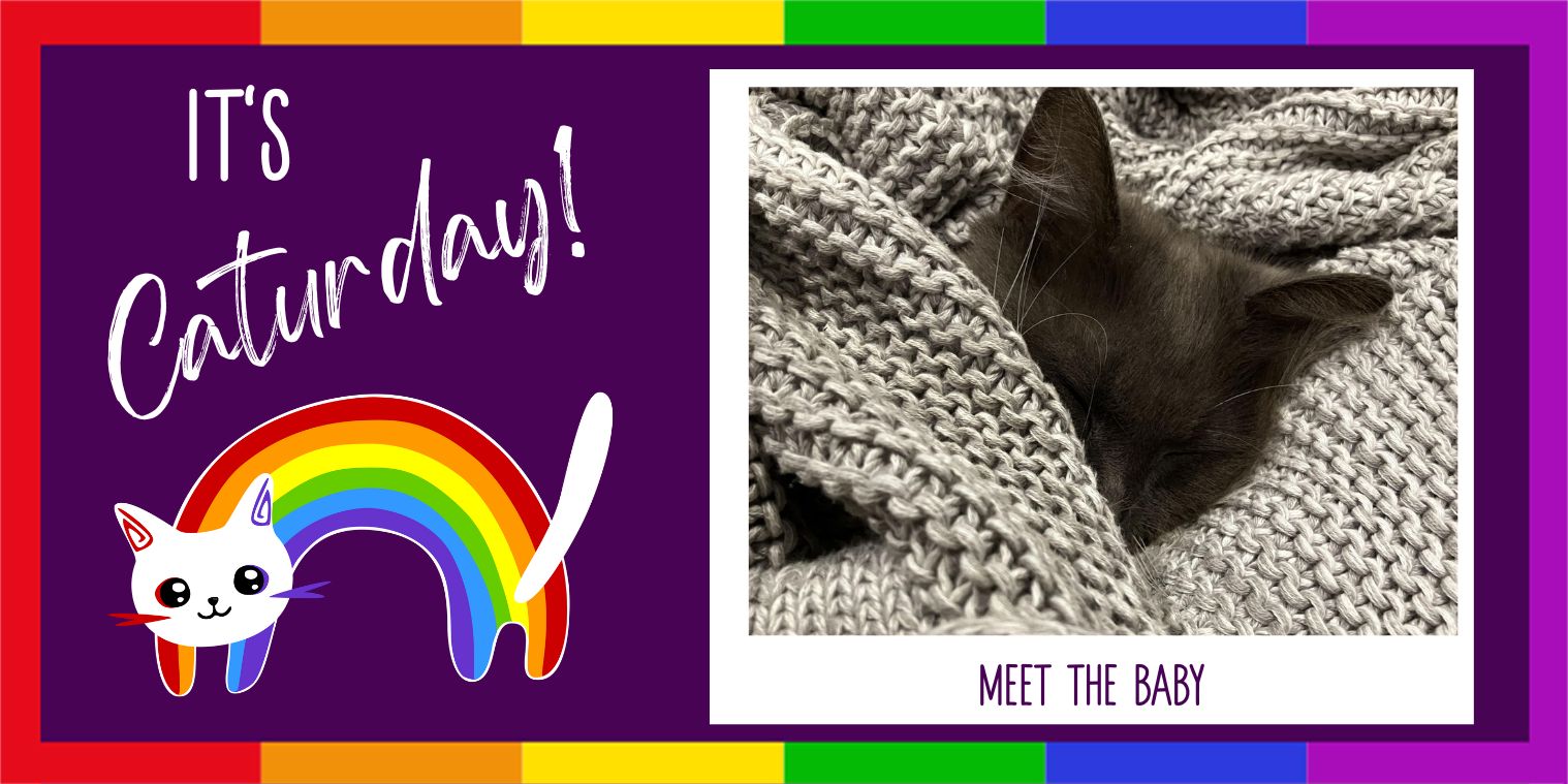Meet The Baby, black cat cuddled in a blanket