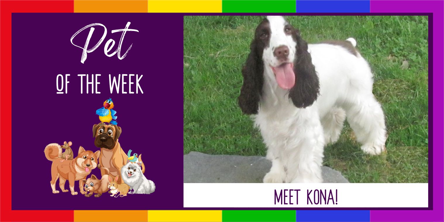 Meet Kona a dog graphic