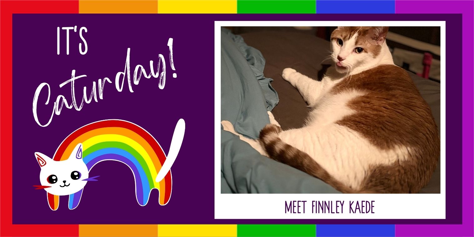 Meet Finnley Kaede the cat