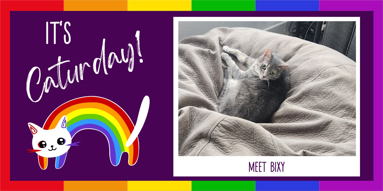 Meet Bixy gray cat photo