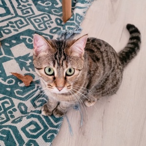 Picture of Willow, Anna Stone's Cat