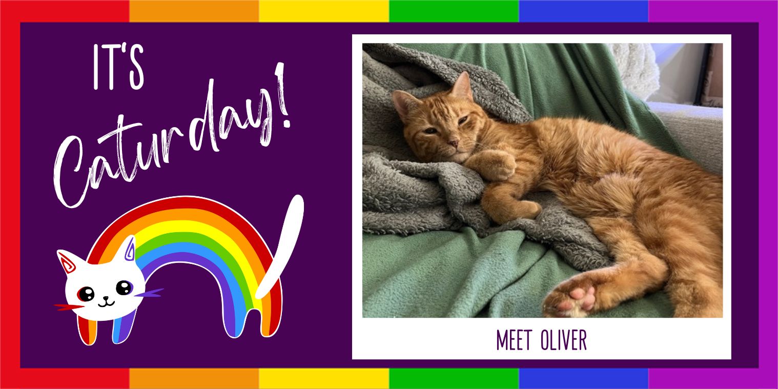 Meet Oliver orange tabby
