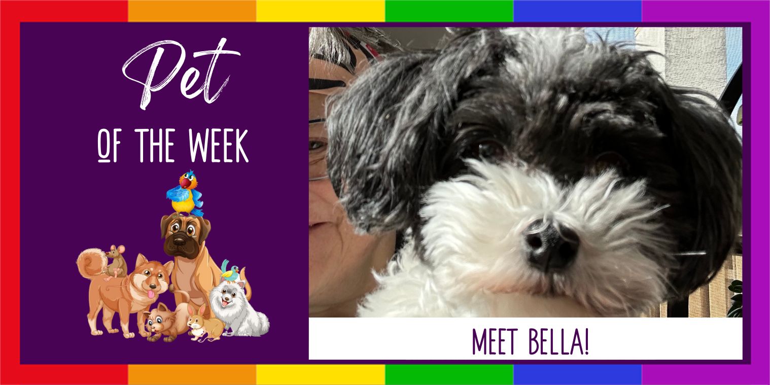 Meet Bella black and white dog