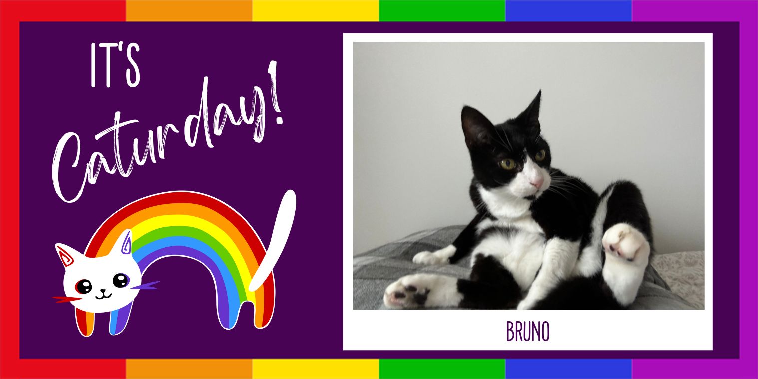 Meet Bruno the cat graphic