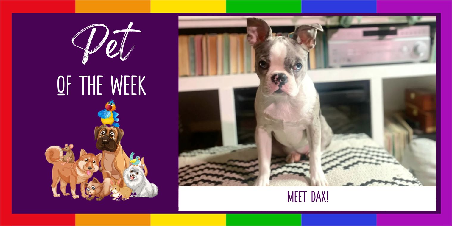 Meet Dax the dog