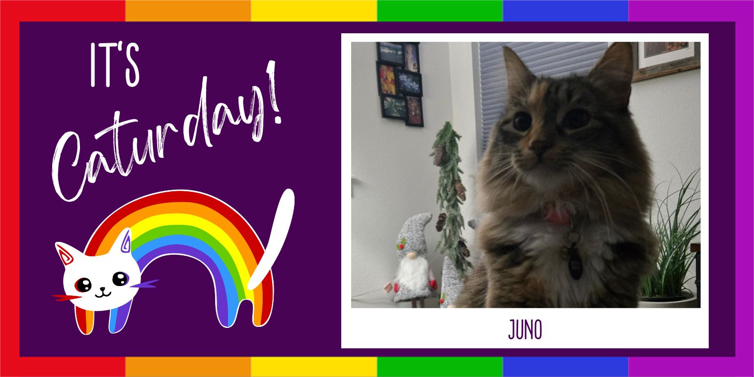Meet Juno the cat