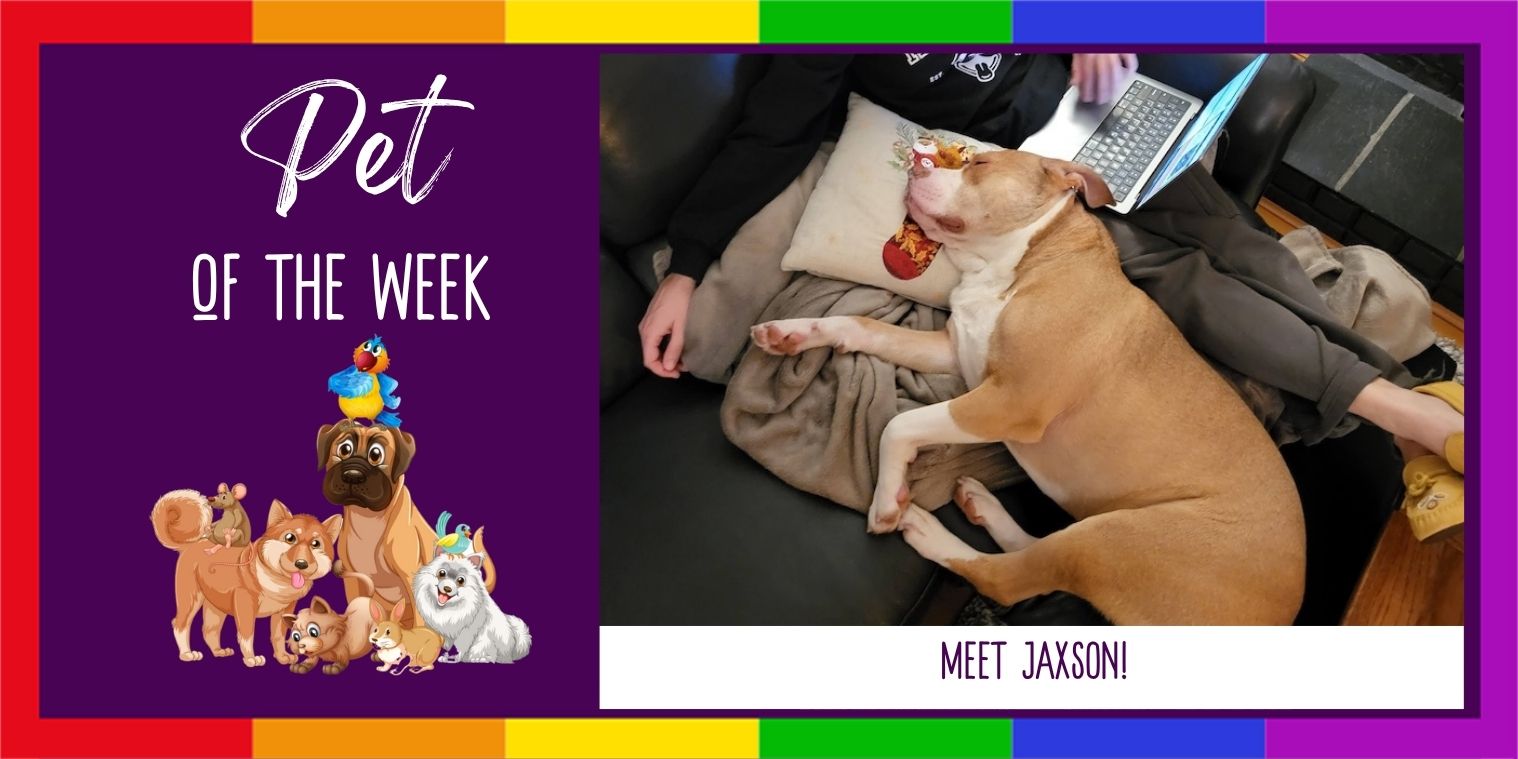 Meet Jaxson the dog