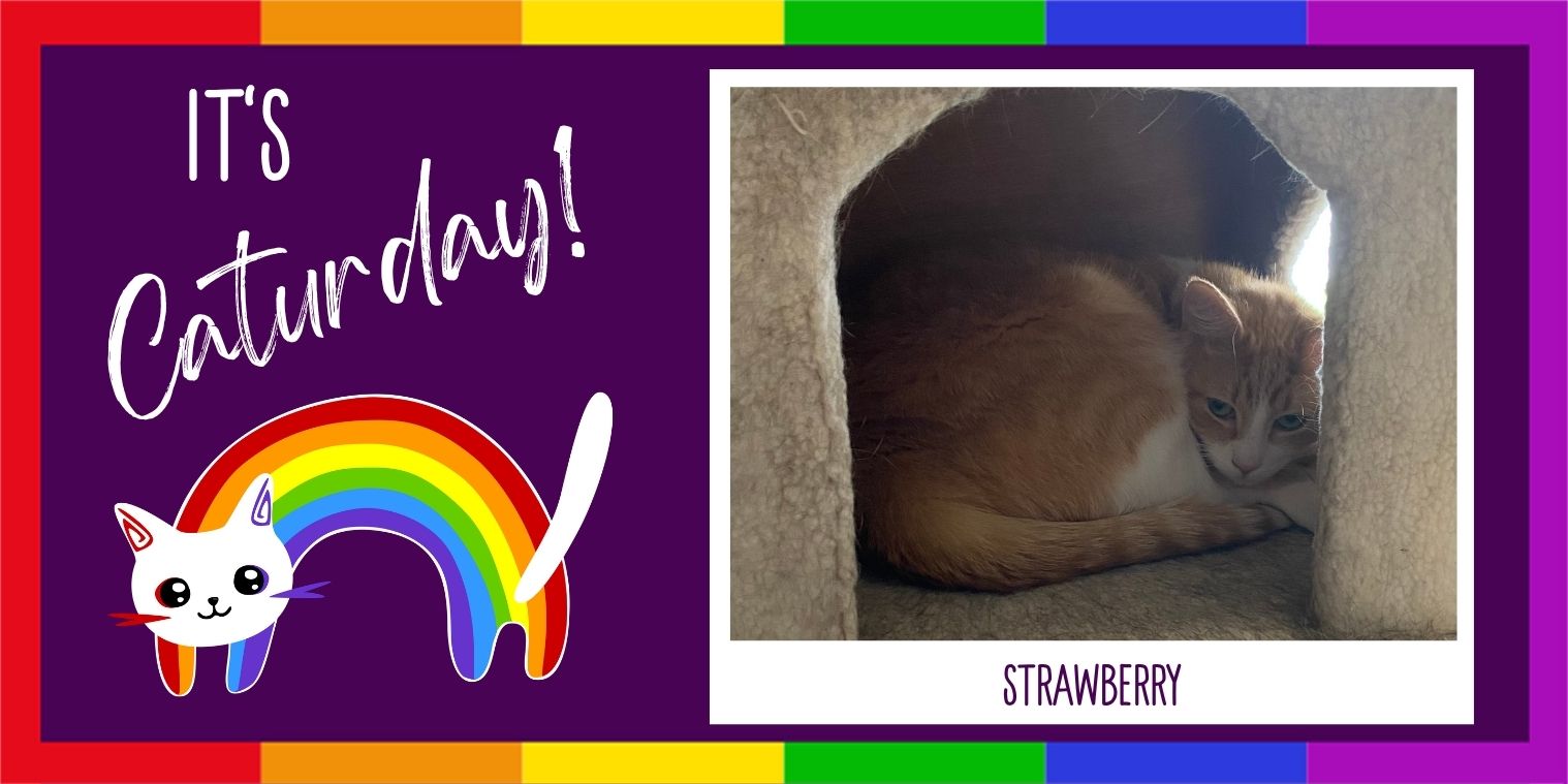 Meet Strawberry the cat