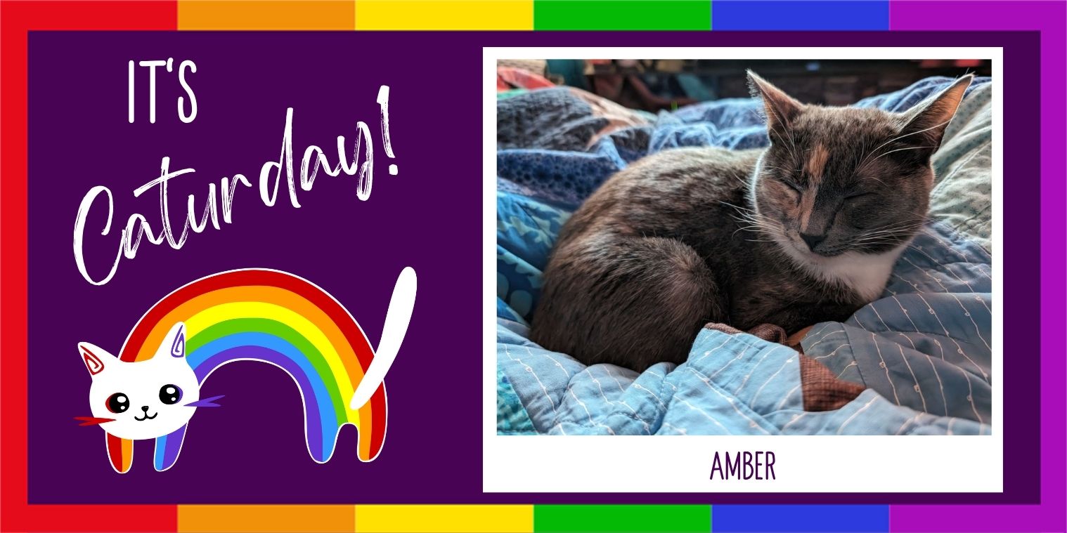 Meet Amber the cat