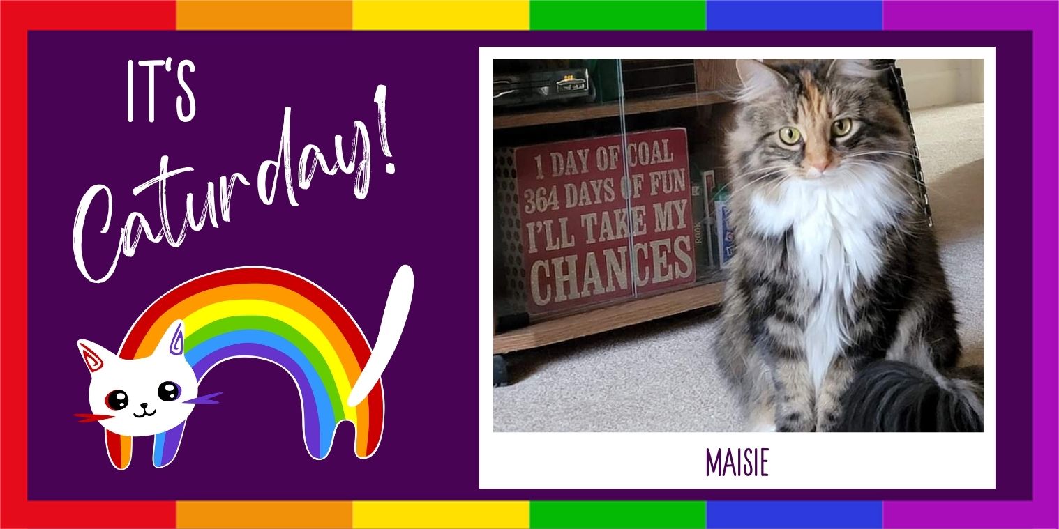 Meet Maisie the cat