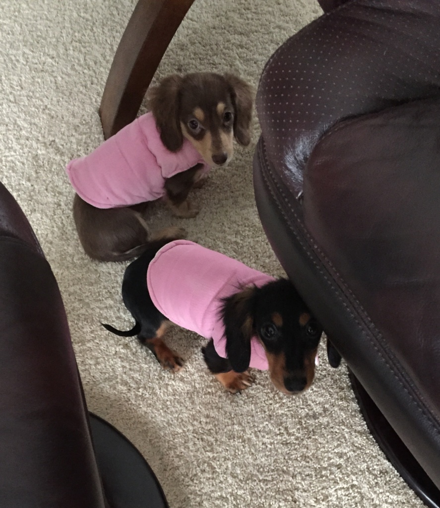 meet Mabel and Mariah two dogs