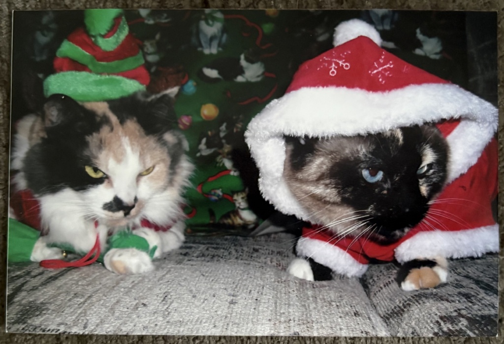 BB and PufNStuf two festive cats