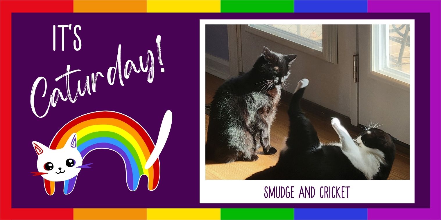 Meet Smudge and Cricket two cats photo