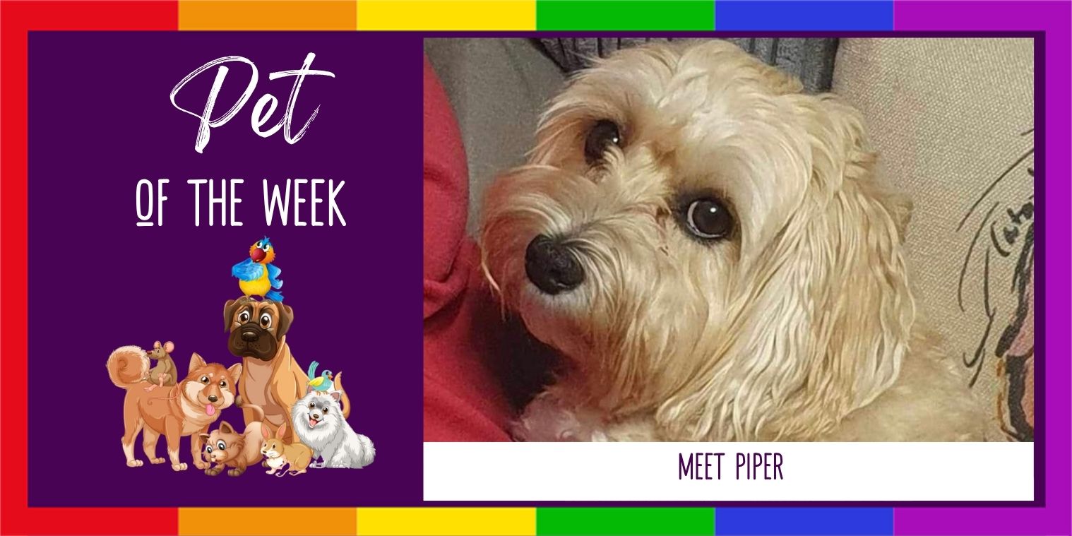 Meet Piper the dog photo