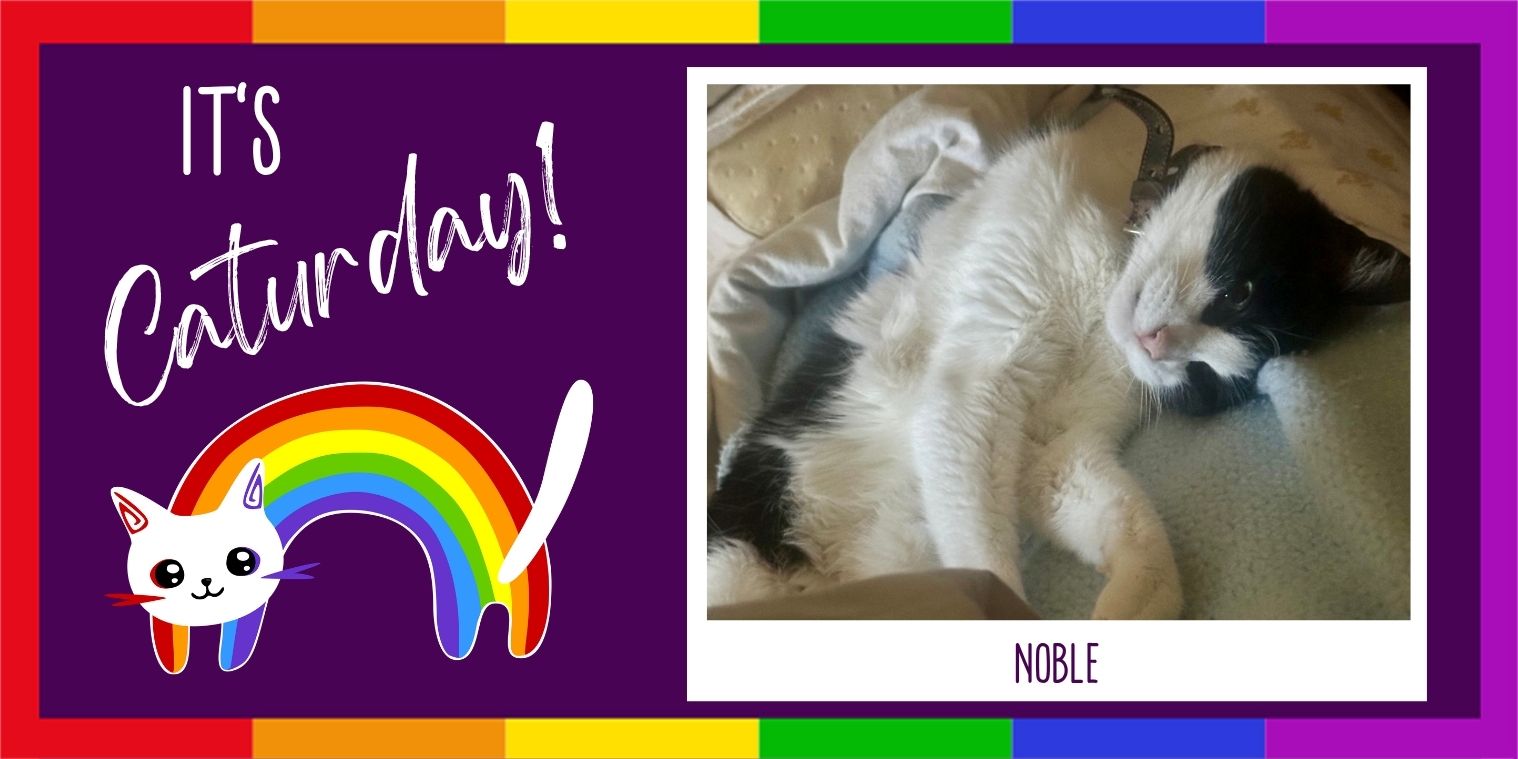 Meet Noble the cat